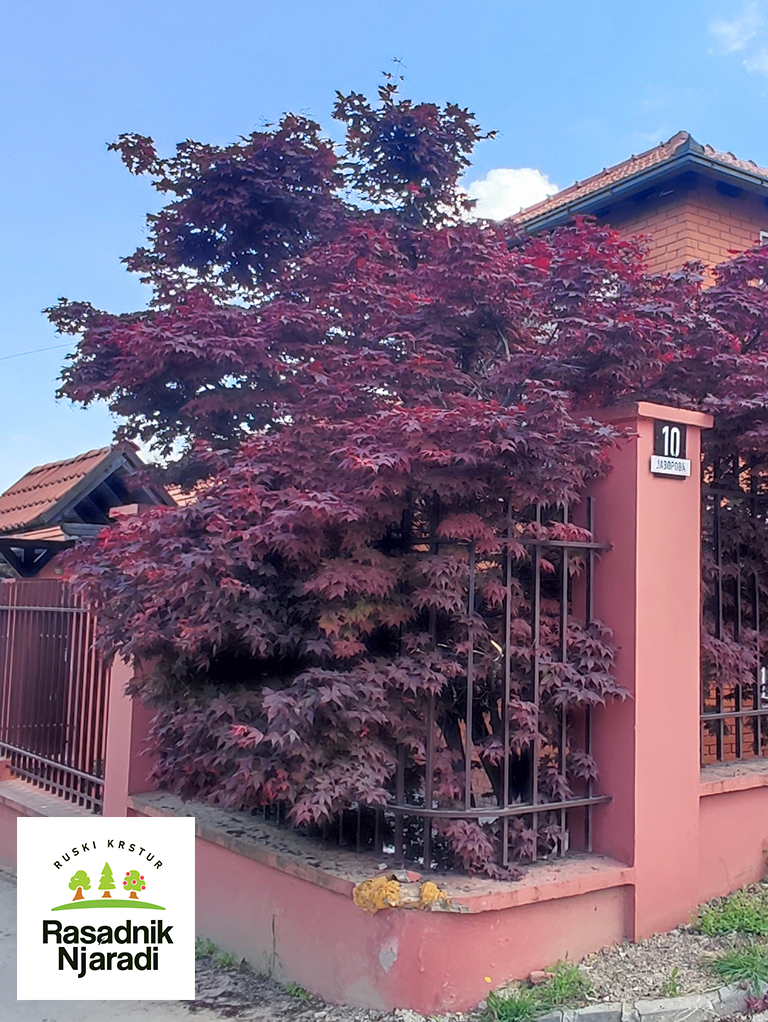 Japanski Crveni Javor